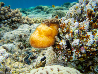 Beautiful inhabitants of the underwater world in the coral reef of the Red Sea