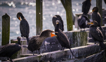 Two Cormorants on a dilapidated dock post