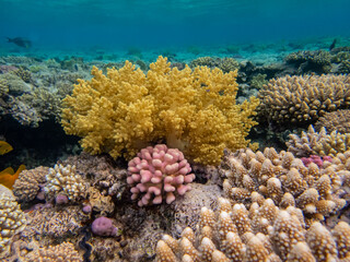 Beautiful inhabitants of the underwater world in the coral reef of the Red Sea