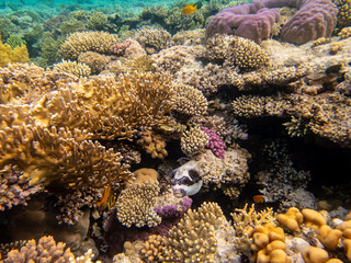 Beautiful inhabitants of the underwater world in the coral reef of the Red Sea