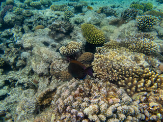 Beautiful inhabitants of the underwater world in the coral reef of the Red Sea