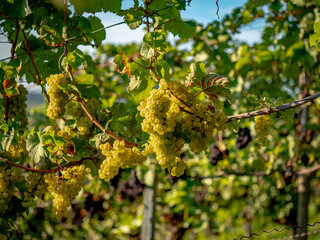 Reife Weintrauben am Weinstock im Sp&auml;tsommer