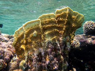 Beautiful inhabitants of the underwater world in the coral reef of the Red Sea