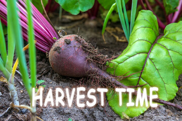Harvest time lettering. Autumn concept. Harvested beetroots, pile of homegrown organic beets with leaves on soil background