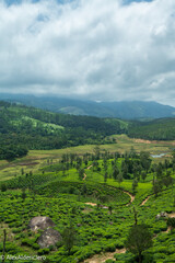 tea plantation, munnar, kerala, india.