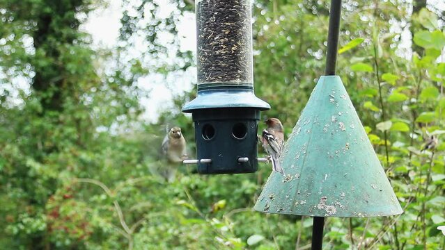 Chaffinches and a coal tit feeding on sunflower seeds at a bird feeder in Keilder Forest.