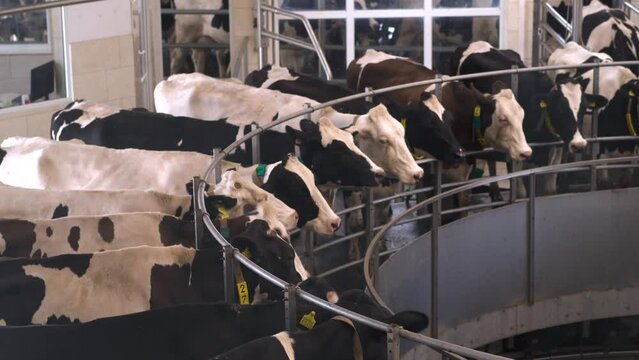 Robotic Cow Milking. Dairy farm. Progressive dairy farm. milking machine.