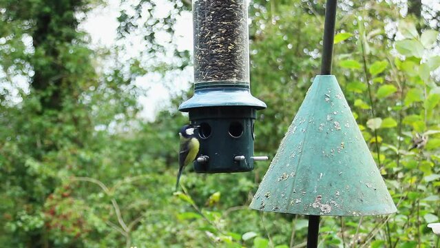 Great tits and coal tits feeding on sunflower seeds at a bird feeder in Keilder Forest.
