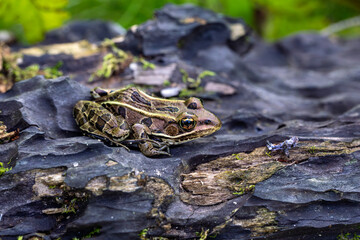 A brown northern leopard frog perched on a log in Rondeau Provincial Park.