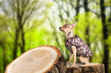 Portrait of a domestic dog, posing in forest