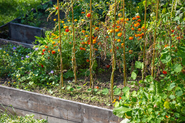 Raised Bed Vegetable & Flower Garden in autumn. Urban gardening. Homegrown produce of vegetables. Compatible plants. Natural insecticide. Yellow flower. Sunny day.