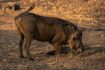Male common warthog kneels grazing on grass