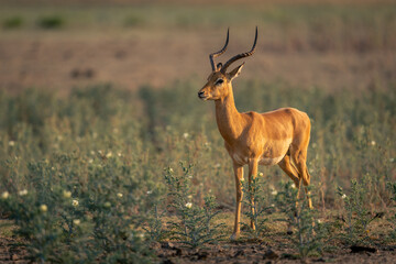 Male common impala stands among tall flowers