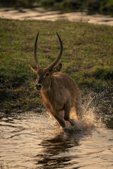 Male common waterbuck galloping across shallow stream
