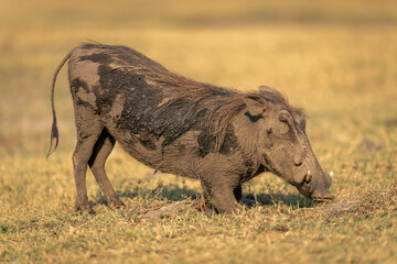 Male common warthog grazes elbows on ground