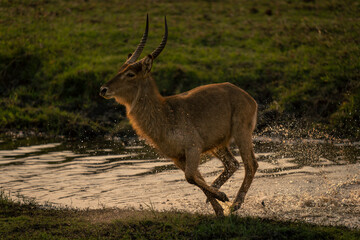Male common waterbuck gallops out of river