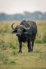 Male Cape buffalo stands on grassy plain
