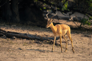 Male common impala walks along sandy riverbank