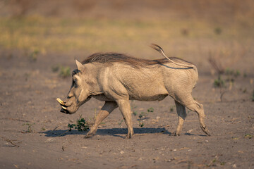 Male common warthog trots over sandy ground
