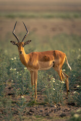 Male common impala stands amongst high plants