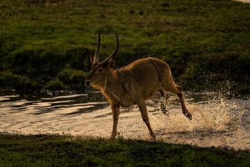 Male common waterbuck gallops across shallow river