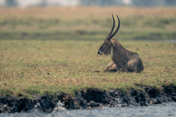 Male common waterbuck lies on grassy floodplain