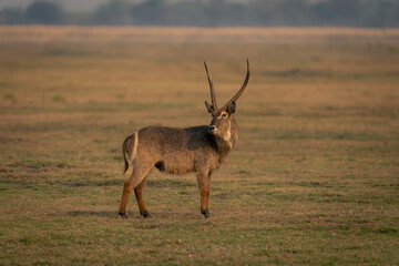 Male common waterbuck stands looking into lens