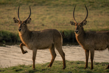 Male common waterbuck lifts foot by another