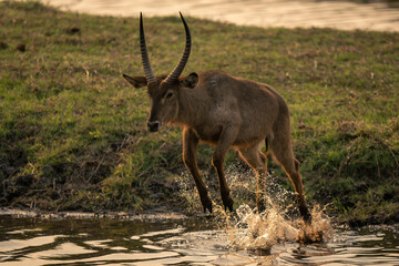 Male common waterbuck jumps over shallow stream