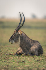 Male common waterbuck lies on sunlit grass