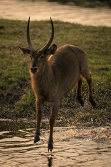 Male common waterbuck jumps over shallow water