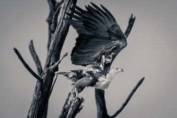 Mono fish eagle takes off lifting wings