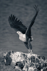 Mono fish eagle takes off from rock