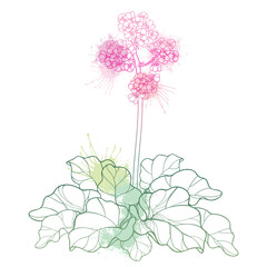 Outline Bergenia flower, buds and leaves in pastel green and pink isolated on white background. 