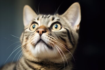 Cat Thinking Banner. An Adorable Skeptic Cat Looking Surprised and Thinking with Big Wide Eyes in a Funny Close-up Portrait. The Cute Tabby Pet Doesn't Know What to Do