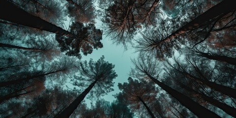 AI Generated. AI Generative. Nature wild outdoor forest trees looking up view with sunny ray. Adventure travel trekking inspiration. Graphic Art - obrazy, fototapety, plakaty