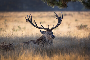 Naklejka na ściany i meble Huge antlers on the stag of a Bushy Park deer