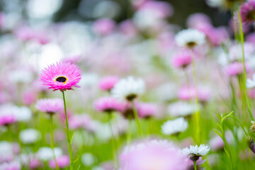 Multicolored cosmos flowers in meadow in spring summer nature .