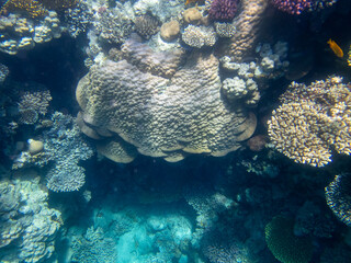Fabulously beautiful underwater life of a coral reef in the Red Sea