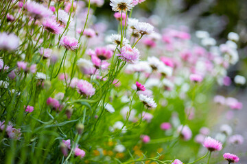 Multicolored cosmos flowers in meadow in spring summer nature .
