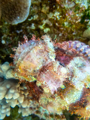 Fabulously beautiful underwater life of a coral reef in the Red Sea