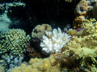 Fabulously beautiful underwater life of a coral reef in the Red Sea