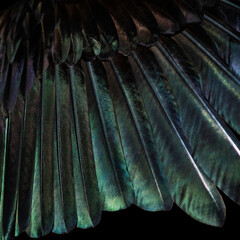 Black bird feathers illuminated by the sun