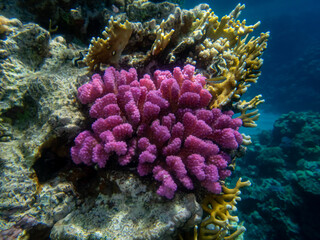 Fabulously beautiful underwater life of a coral reef in the Red Sea