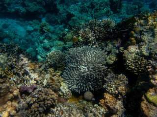 Naklejka na ściany i meble Fabulously beautiful underwater life of a coral reef in the Red Sea