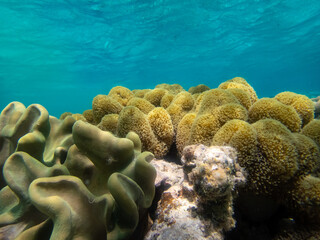 Fabulously beautiful underwater life of a coral reef in the Red Sea