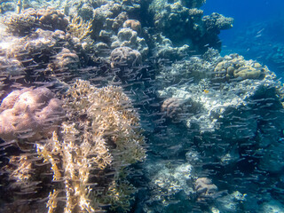Fabulously beautiful underwater life of a coral reef in the Red Sea