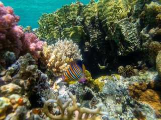 Fabulously beautiful underwater life of a coral reef in the Red Sea