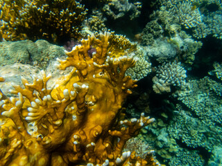 Fabulously beautiful underwater life of a coral reef in the Red Sea