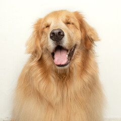 golden retriever closed eyes happy dog sitting on isolated white